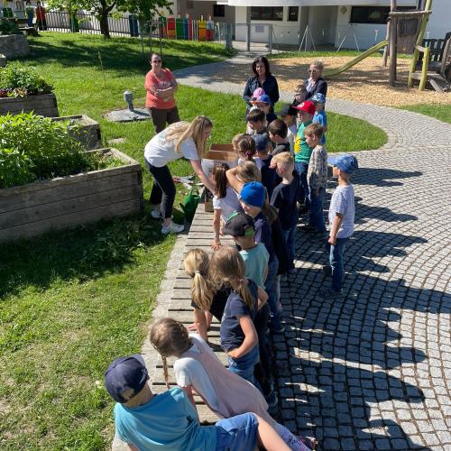 Im Schulgarten- Gemüse setzen der 1. Klassen