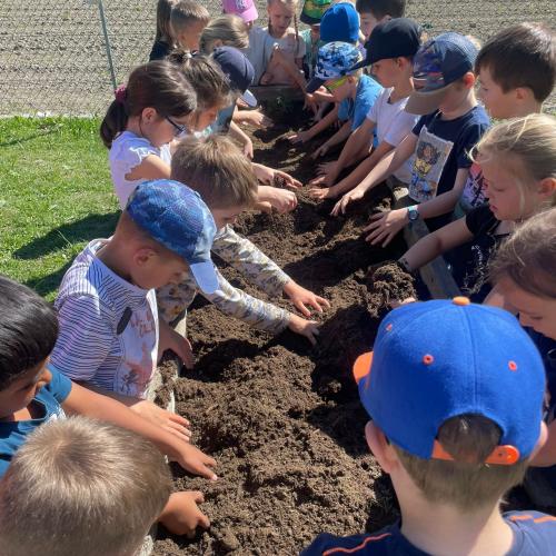 Im Schulgarten- Gemüse setzen der 1. Klassen